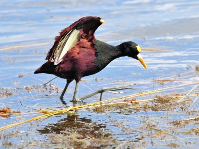 Northern Jacana3