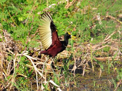 Northern Jacana4