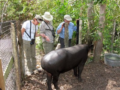Meet the Tapir