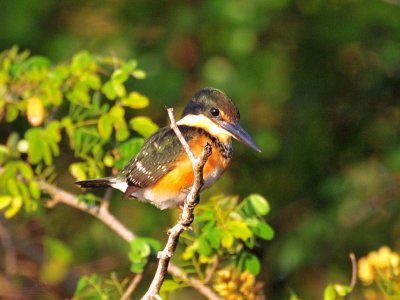 Pygmy Kingfisher1