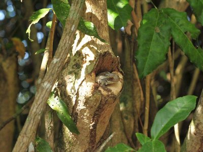 Tree Frog1