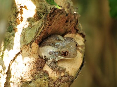 Tree Frog2