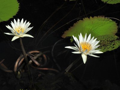 Water lilies3