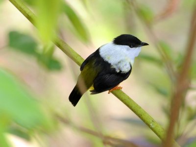 White-collared Manakin2