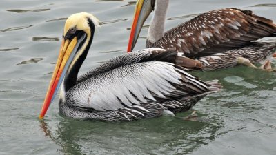 Peruvian pelican