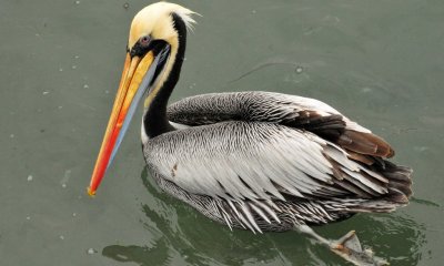 Peruvian pelican2
