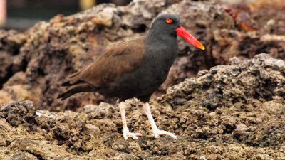 Blackish Oystercatcher