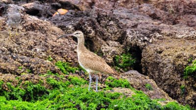 Whimbrel