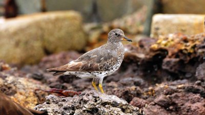 Surfbird