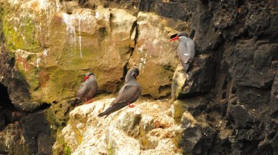 Inca Terns