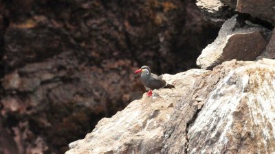 Inca Tern