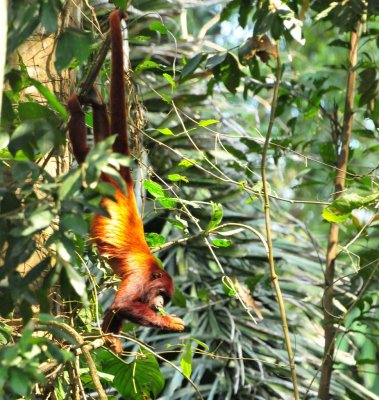 Red Howler Monkey