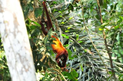 Red Howler Monkey2