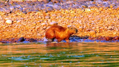 Capybara