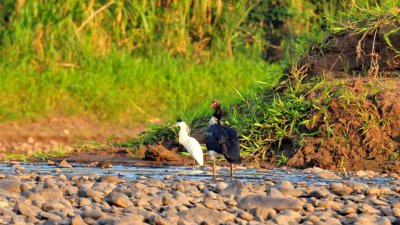 Horned Screamer Capped Heron