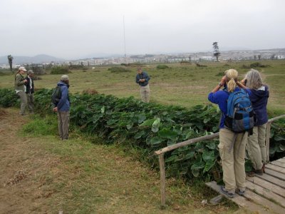 Villa Marshes Birding