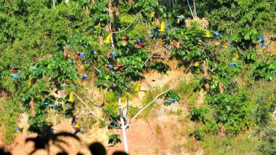 Macaws2