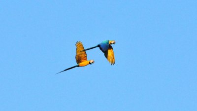Blue & Yellow Macaws2