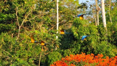 Blue &Yellow Macaws3