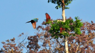 Chestnut-fronted Macaws2