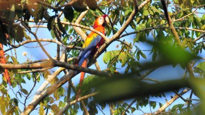 Scarlet Macaw