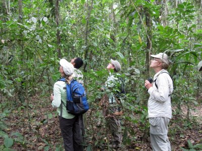 Rainforest Birding