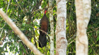 Spix's Guan