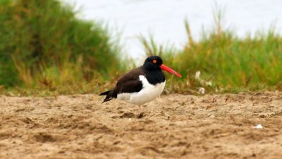 American Oystercatcher