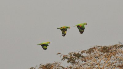 Mealy Parrots