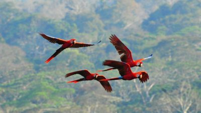 Scarlet Macaws3