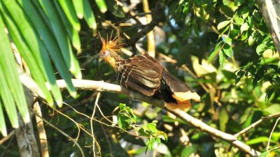 Hoatzin2