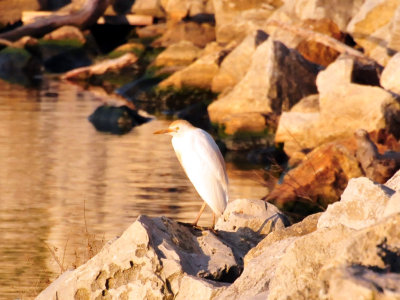 Cattle egret Manitowoc May 17 2008.jpg