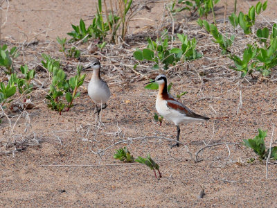 Wilsons phalaropes1.JPG