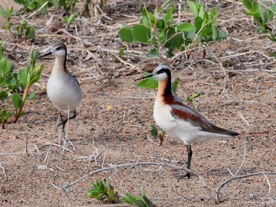 Wilsons phalaropes2.JPG