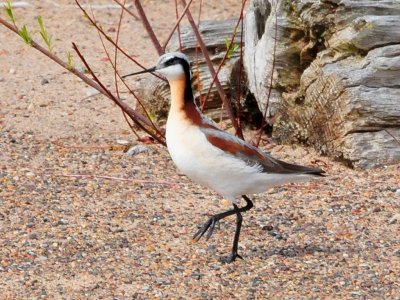 Wilsons phalarope2.JPG