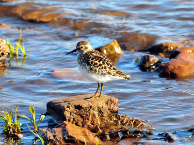 Least sandpiper1.jpg