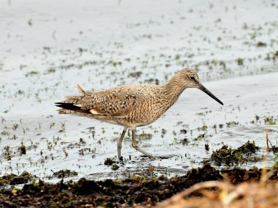 Willet1.jpg