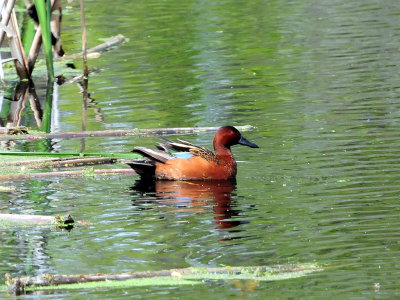 Cinnamon teal2.JPG