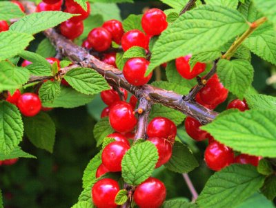 Good cherry crop