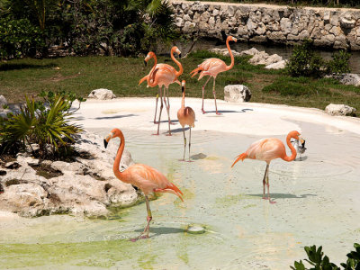 Flamingo pool