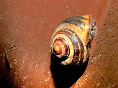 Snail