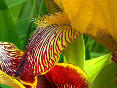 Yellow iris close-up