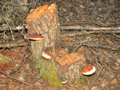 Fungi stump