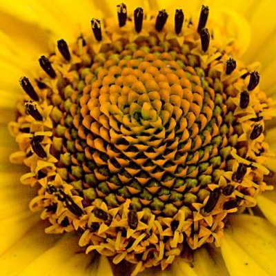 False sunflower