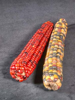 Colourful corn 9380>2HF