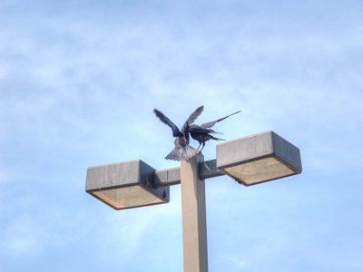 Crows 0731