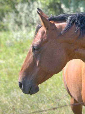 Horse 0014