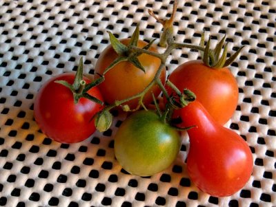 Tomatoes 2794>8