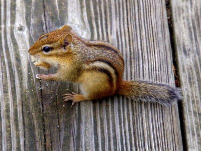 Nature A055075