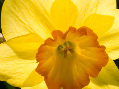 Daffodil